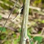 Lactuca viminea Corteccia