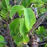 Costus spicatus Folha