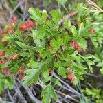 Crataegus rhipidophylla Fruchs