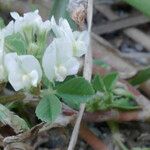 Trifolium ornithopodioides Virág