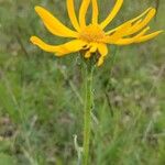 Senecio doronicum Žiedas