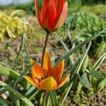 Tulipa orphanidea Blodyn