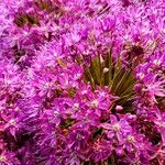 Allium giganteum Flor