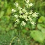 Seseli annuum Blüte
