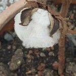 Gossypium herbaceum Mbuma