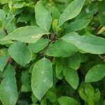 Ilex mucronata पत्ता