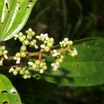 Miconia ciliata Lapas