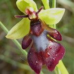 Ophrys insectifera 花