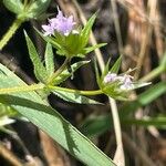 Sherardia arvensis Hàbitat