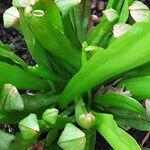 Sarracenia purpurea 形態