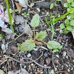 Phacelia campanularia 葉