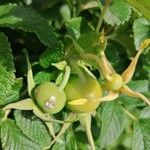 Silene uniflora Fruitua