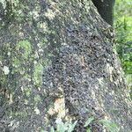 Podocarpus latifolius Bark