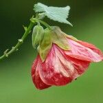 Abutilon striatum 花