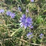 Cichorium endiviaFlower