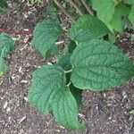 Philadelphus henryi