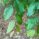 Carpinus caroliniana ഇല