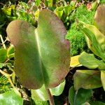 Nepenthes truncata Leaf