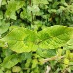 Persicaria chinensis Feuille