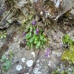 Campanula wanneri Habitus