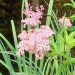 Filipendula rubra Flor