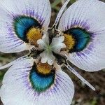 Moraea villosa Цвят