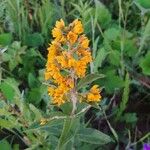 Lysimachia vulgarisЦветок