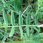 Oxytropis campestris Blad