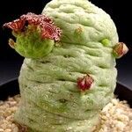 Larryleachia picta Flors