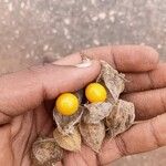 Physalis peruvianaFruit
