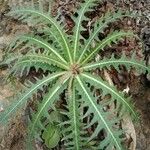 Sonchus canariensisBlad