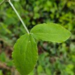 Lathyrus grandiflorus Leaf