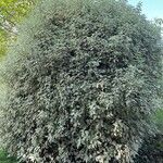 Pittosporum tenuifolium叶