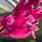 Salvia involucrata Flor