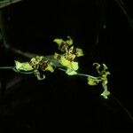 Oncidium sphacelatum Квітка
