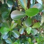 Clusia fluminensis Blatt