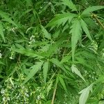 Vitex negundo Levél