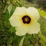 Hibiscus ovalifolius Flower
