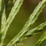 Lycopodium × zeilleri ᱡᱚ