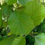 Alnus glutinosa Fuelha