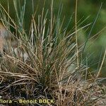 Festuca pallens Hábito