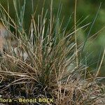 Festuca pallens Habitus