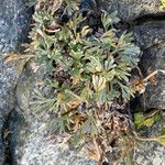 Artemisia umbelliformis Foglia