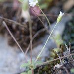 Cerastium scaposum Vekstform