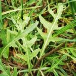 Diplotaxis tenuifolia Leaf