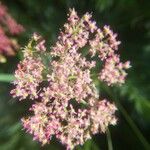 Mutellina purpurea Flower