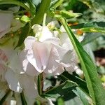 Impatiens balsamina Květ