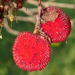 Arbutus unedoPlod