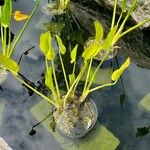 Pontederia cordata Habitat