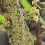 Tridactyle tridactylites Flower